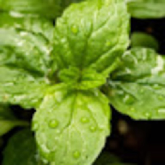 Meet your Posher, Erick - Picture 1 of 1